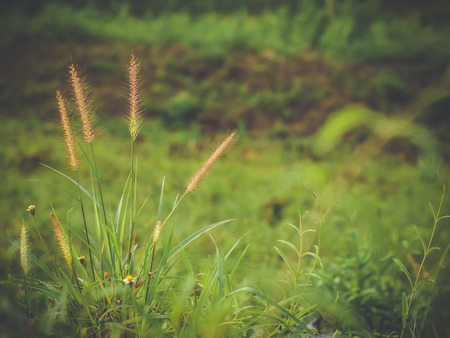Field with wild grass wildflowers flowers during sunlight. Beautiful summer landscape.の写真素材