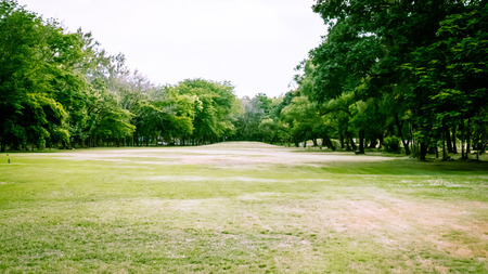 Summer landscape lawn among trees view of green fields, farms and dense forestsの写真素材