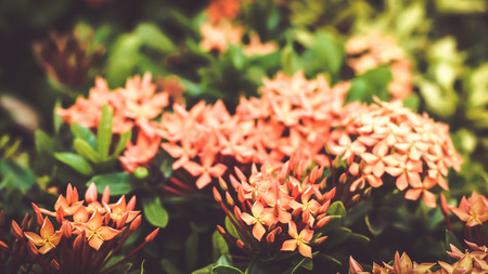 Beautiful Red spike flower. King Ixora blooming (Ixora chinensis). Rubiaceae flower.Ixora flower. Ixora coccinea flower in the gardenの写真素材