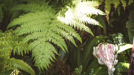 Green leaves fern tropical rain forest foliage plant nature background.の写真素材