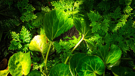 Green plant leaves with dew.dark nature background.morning life