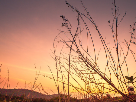 Atmospheric landscape with silhouettes of mountains, hills, forest at sunsetの写真素材