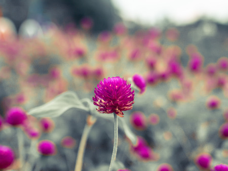 Vintage background little flowers, nature beautiful, toning design spring nature, sun plants .Purple color. Field of summerの写真素材