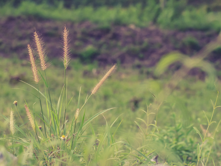 Wild field of grass on sunset, soft sun rays, warm toning summer nature. Beautiful landscape. Holiday. Refresh idea wallpaper backgroundの写真素材