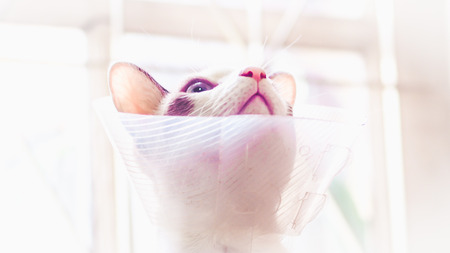 Cat with collar, cat after surgery, pain in cats, painful pets, Collar Cone Translucent Recovery Plastic Protective Collar Anti-Bite Lick Wound Healing Safe Comfort Protection Cat Comfy Cone Neck Collar Coverの写真素材