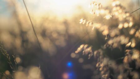 A beautiful shiny field of golden wildflowers over blur backgroundの写真素材