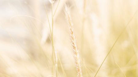 vintage background wild grass flowers, nature beautiful, toning design spring nature, sun plants