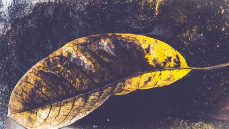 Fallen leaf on asphalt ground after rains. Nature background. seasonal photographyの写真素材