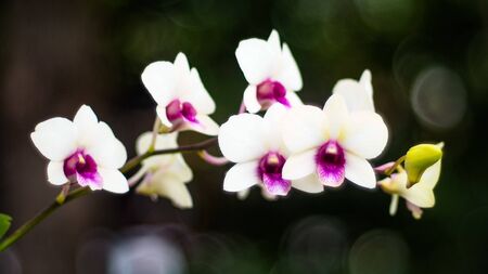 White orchid flower branch with buds on stem. Romantic event element. Spring, summer holiday floralsの写真素材
