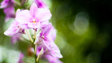 Purple Orchid flower on green blur bokeh background. Tropical natural concept