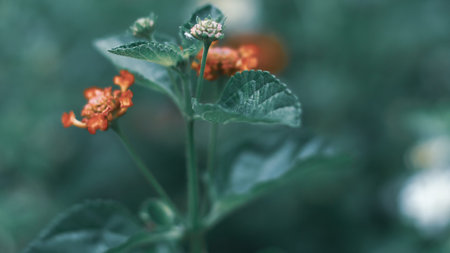 Nature Minimal Concept - Green Leaves Background with small little red flower;