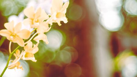 Yellow Orchid Flower. Green nature blur bokeh backgroundの写真素材