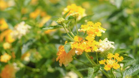 Leaves and yellow blossom flowers in summer. Botanical illustration composition of yellow flowers and wild herbsの写真素材