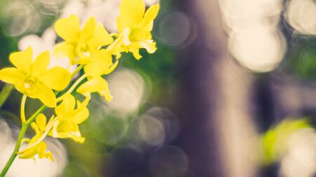 Yellow Orchid Flower. Green nature blur bokeh backgroundの写真素材