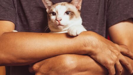 Asian man holding cat . best friend concept . man love cat idea backgroundの写真素材