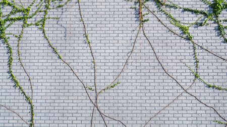 climbing wall of ivy. on white background. Green ivy. Creeper wall climbing plant hanging from above. Garden decoration ivy vinesの写真素材