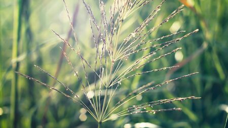 Wild grass beautiful soft flowers in forest. Perfect nature concept idea backgroundの写真素材