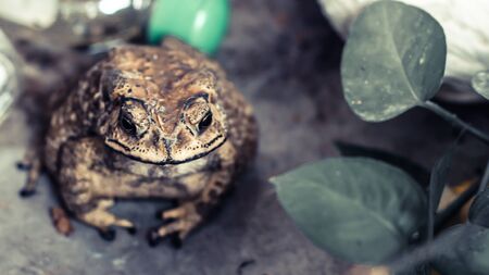 Toad Face portrait of large amphibian in the nature habitat. Animal in the tropic forest. Wildlife scene from nature.の写真素材