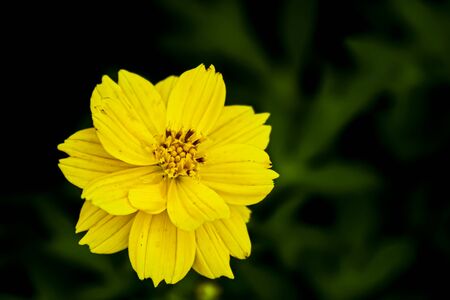 Flower of yellow color on green leaves dark background. Summer time idea.の写真素材