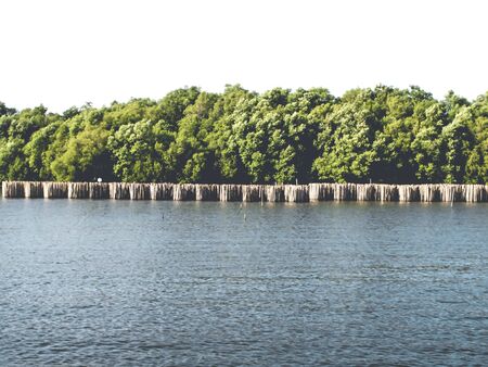 Mangrove forest, view from the water. Nature save world concept abstract ideaの写真素材