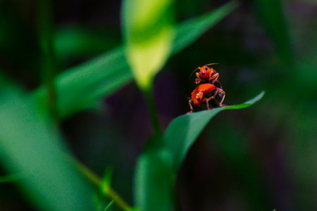 The small ants orange insect, lover ants ,relationship concept idea of love and friendship. Close up...