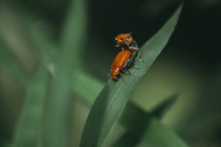 The small ants, lover ants ,relationship concept idea of love and friendship. Close up photographyの写真素材