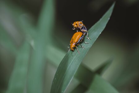 The small ants, lover ants ,relationship concept idea of love and friendship. Close up photographyの写真素材