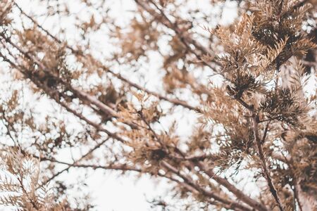 leaves in autumn forrest up view.nature background worm viewの写真素材