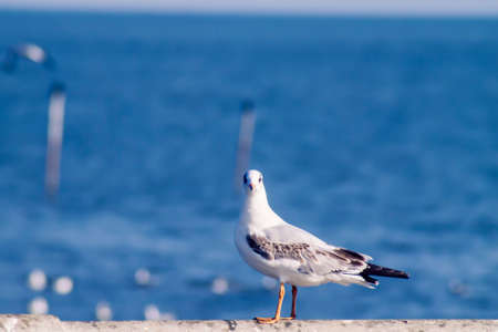 Seagull portrait animal wildlife over blur blue sea nature backgroundの写真素材