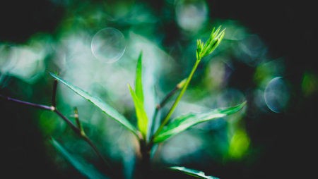 Leaves plant tree green tone blurred background with copy space for text or image. Selective focus.