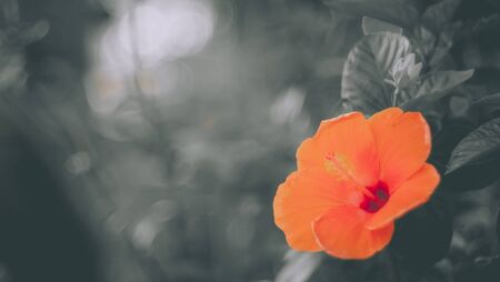 Red hibiscus flower on a green tropical garden Backgroundの写真素材
