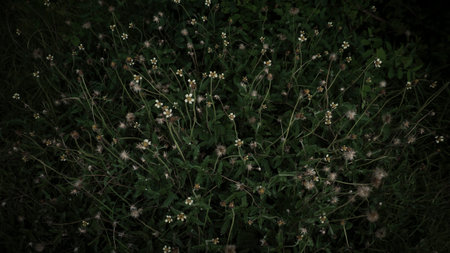 Concept nature and plant. Beautiful fairy yellow flowers with Green leaves background. Green leaves color tone dark in the morning. Tropical Plant in Thailand, environment, good air, fresh. Photo, soft selective focus, blurry backgroundの写真素材