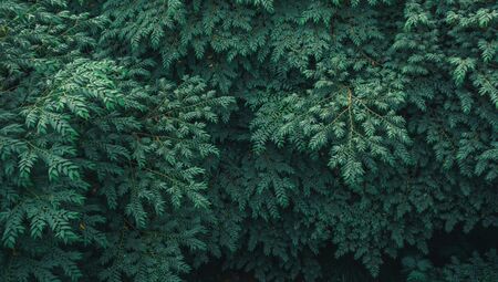 Green leaves background. Green leaves color tone dark in the morning. Tropical Plant, environment, good air, fresh .photo concept nature . Tropic leaves pattern. Green foliage border. Summer and spring design element. Decoration. Jungle. Exotic palm tree branches. Dark forest.の写真素材