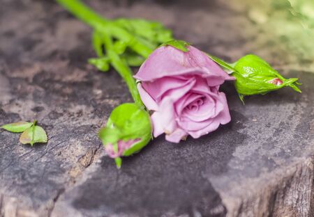 Beautiful single pink rose isolated on wooden background . Pink Rose flower with raindrops on background pink roses flowers. Nature.の写真素材
