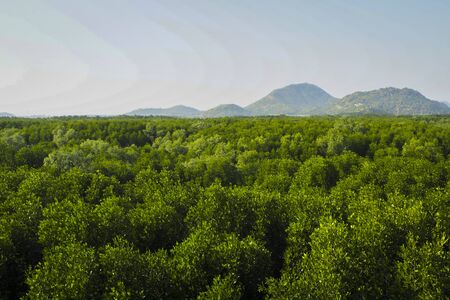 Forest. Green mountain forest landscape. Misty mountain forest. Fantastic forest landscape. Mountain forest in clouds landscape. Foggy forest. Mountain forest landscape.の写真素材