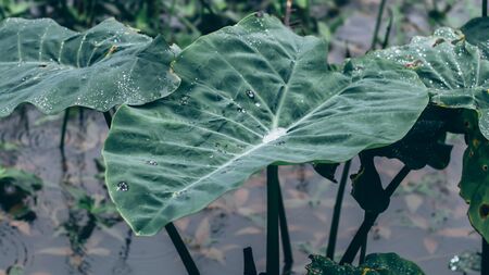 Leaves with drops of water. dews Dark green foliage with serrated leaves glistening with raindrops. Low key, horizontal background or banner. -の写真素材