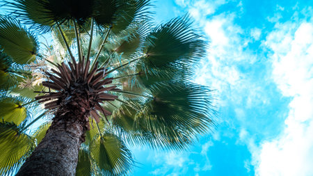 Coconut Palm tree with blue sky,beautiful tropical background.holiday vacation concept idea...