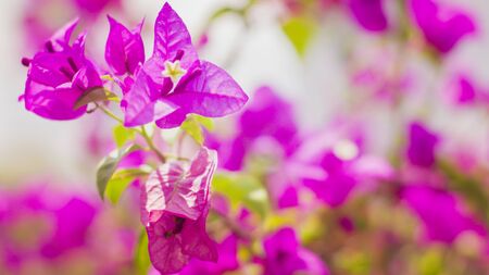 Blooming Pink Bougainvillea Flower branch.natural small pink flowers . Summer Spring lovely time. beginning conceptの写真素材