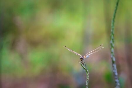 Dragonfly hold on dry branches and copy space .Dragonfly in the nature. Dragonfly in the nature habitat. Beautiful nature scene with dragonfly outdoor.a background wallpaper.The concept for writingの写真素材