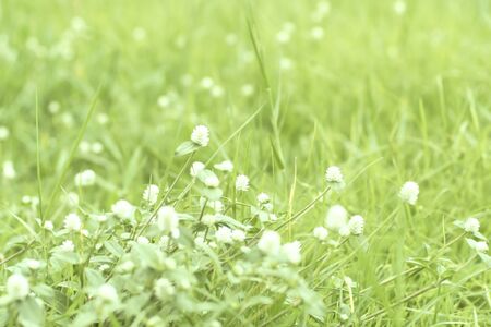 field of white little flowers . A meadow of chamomiles . Field of grass with flowers daisies. Chamomile is surrounded by lawn.summer outdoor time . Fresh and beginning concept idea background .の写真素材