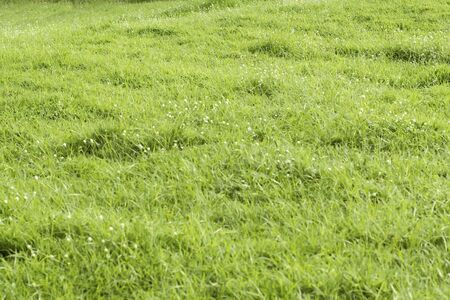 A beautiful summer landscape of the hills.Meadow field hill . green meadow. Summer backgroundの写真素材