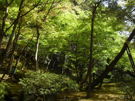 Deep tropical jungles of Southeast Asia,beautiful green forest