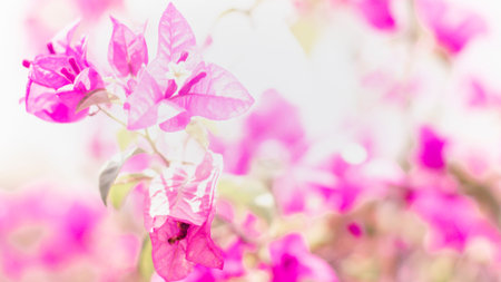 Blooming Pink Bougainvillea Flower branch.natural small pink flowers . Summer Spring lovely time....
