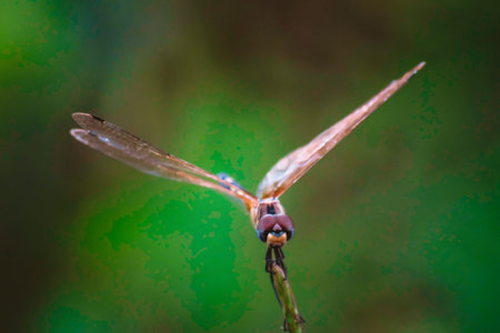 Dragonfly hold on dry branches and copy space .Dragonfly in the nature. Dragonfly in the nature...