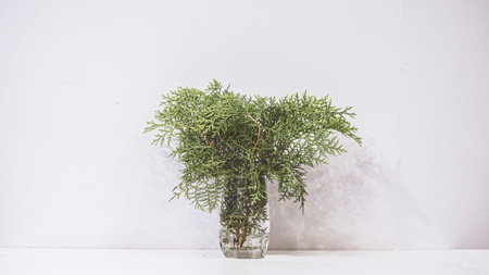 natural green leaf in the glass water jar on white background   . Green plants in glass jars header....