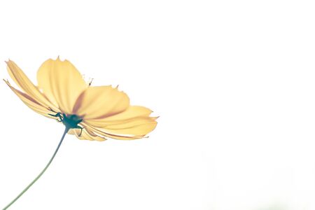 Yellow cosmos flowers are bloom on a white background. single of blooming yellow flowers . greeting card . happiness idea .の写真素材