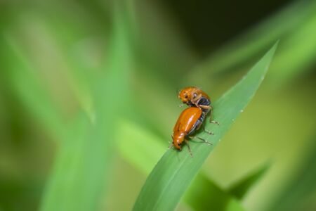 Close up of red bug on green leaf . Fighting bug , animals are together on a natural background. natural phoyographyの写真素材