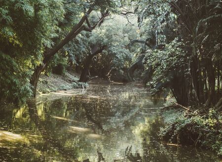 landscape jungle landscape of tropical lake in mangrove rain forest with tunnel and path way through. mystery destination . save environment clean . save forest .oxygen nature factory concept idea .の写真素材