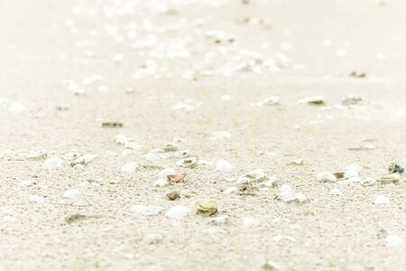 Sea shells on sand. Summer beach background. Top view . Sand texture. Beach background. take care nature concept idea . save ocean and sea .の写真素材