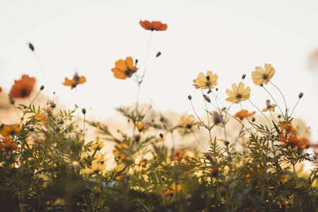 yellow cosmos flower blooming in the field, vintage tone . The Cosmos Flower of grassland .beautiful nature landscapeの写真素材